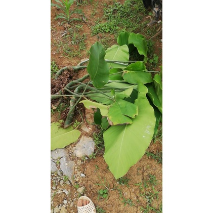 Cây trầu bà rừng khổng lồ