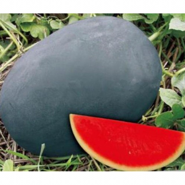 HẠT GIỐNG DƯA HẤUHẮC MỸ NHÂN F1 QUẢ SIÊU TO