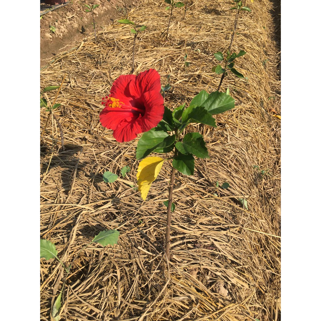 Cây dâm bụt ( cây cao 20-30 cm )