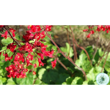 Hạt giống hoa đom đóm
