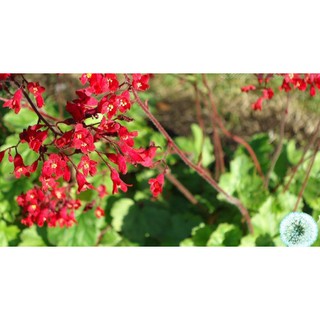 Hạt giống hoa đom đóm