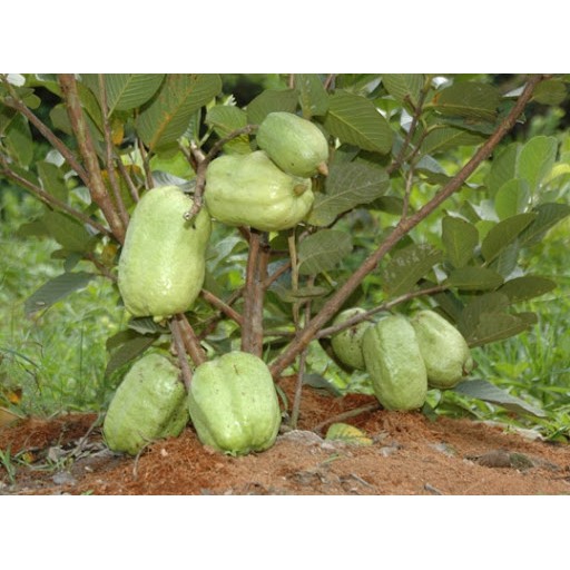Cây Giống Ổi không hạt