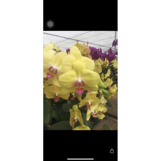 Lan hồ điệp cắt cành bầu 2.8