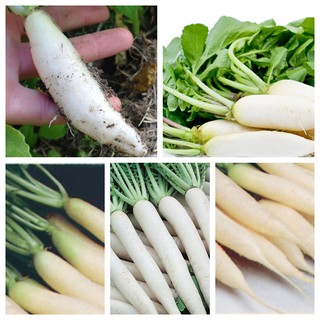 20GR - HẠT GIỐNG CỦ CẢI TRẮNG