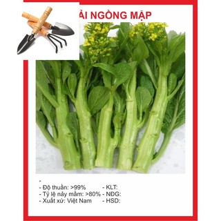 Hạt giống Cải Ngồng Mập 15gr ~4000 Hạt TẶNG BỘ DỤNG CỤ MINI