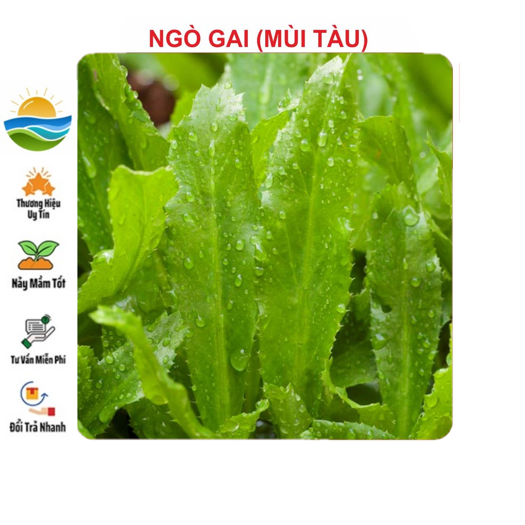 Hạt Giống Ngò Gai (Mùi tàu) 2gr