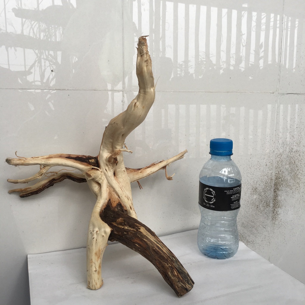 Gốc lũa bonsai thủy sinh, lũa gốc Hải Sơn Quỳ, Sa tùng,... loại lớn