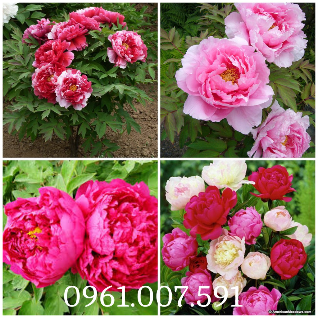 Hạt Giống Hoa Mẫu Đơn Kép Mix Nhiều Màu Gói 5 Hạt