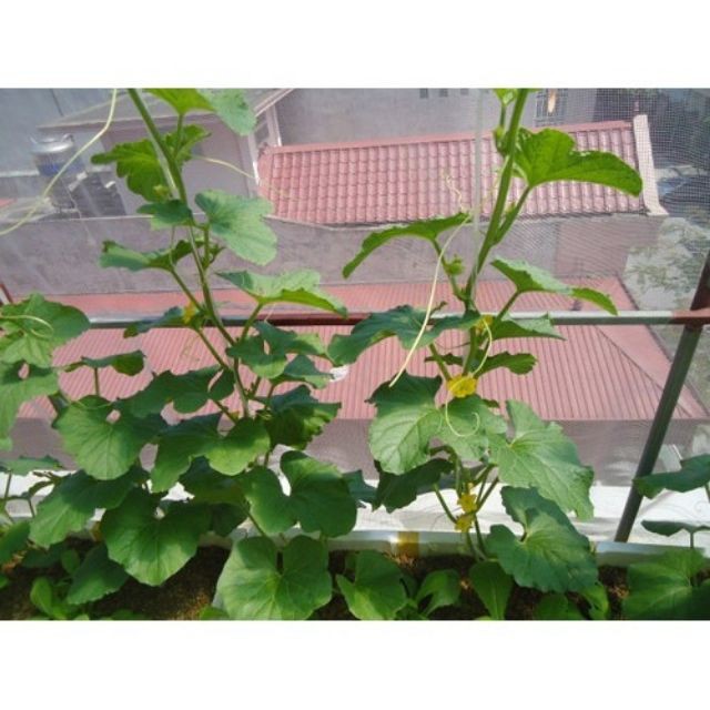 Hạt Giống Dưa Leo F1 Siêu Năng Suất PN-636 Phú Nông - Gói 1g