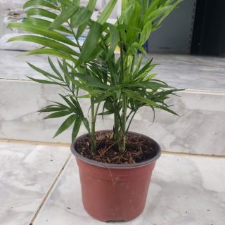 Cau Tiểu Trâm