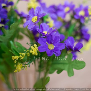 Hoa cúc nhiều màu .Shop bán thanh lý dọn kho