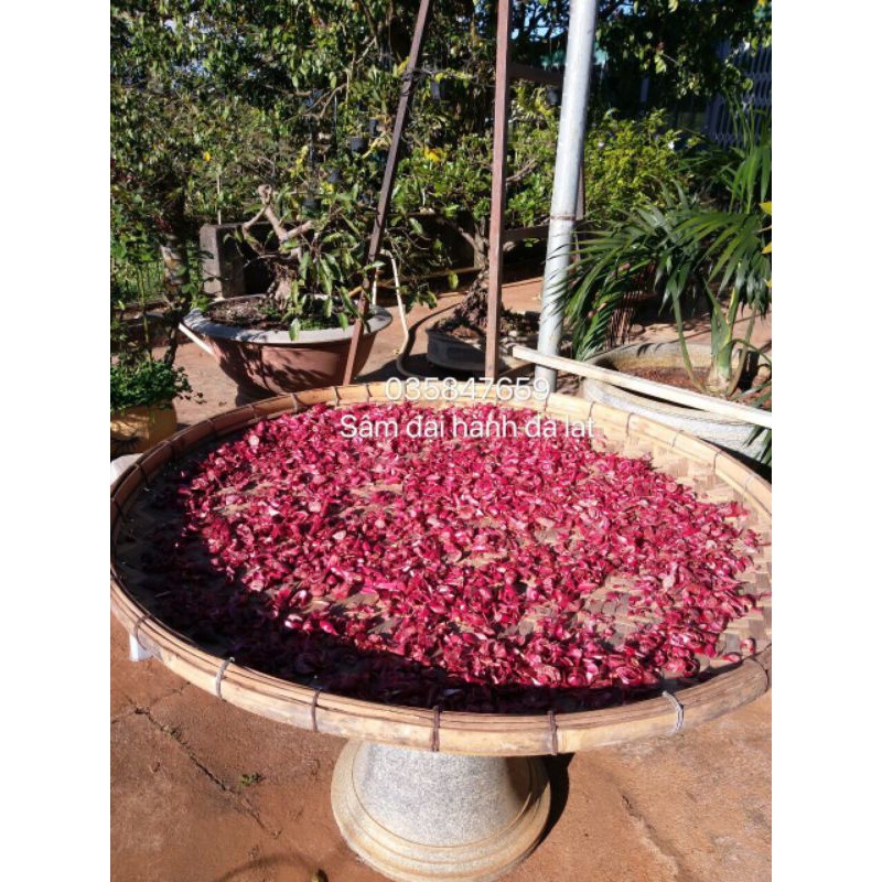 Sâm đại hành Đà lạt