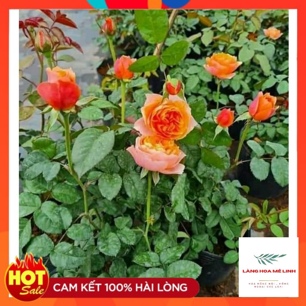 Hoa hồng ngoại Masora rose[ĐẸP NHẤT - HOT  NHẤT] màu vàng mộng mơ , mùi hương hoa quả .