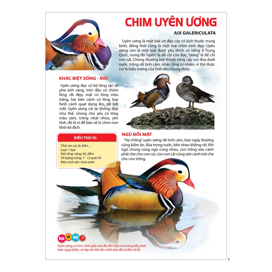 Sách - Atlas động vật - Thế giới các loài chim, côn trùng