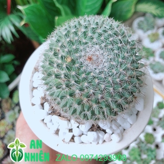 Chậu Xương Rồng