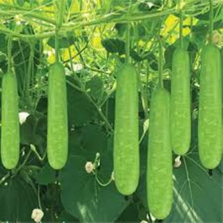 10 hạt giống bầu xanh