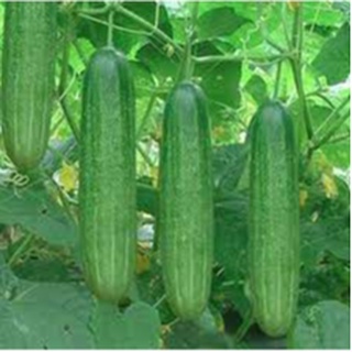 Hạt giống dưa leo (dưa chuột), đóng gói 1gr