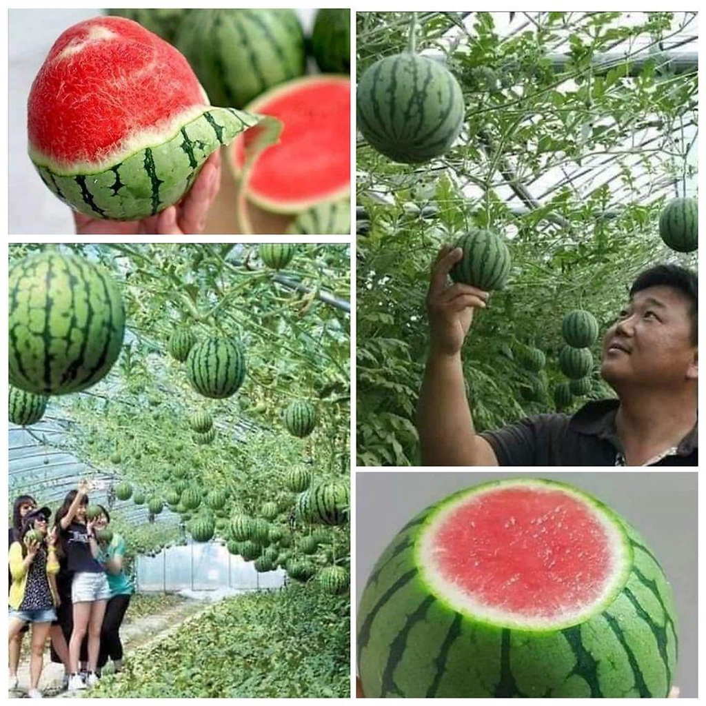 #Hạt_Giống_Dưa_Hấu ( Khổng lồ, táo, siêu ngọt, sugar, tí hon )