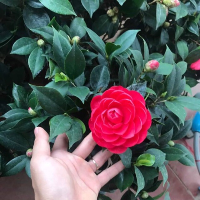 cây hoa trà my to sẵn nụ sẵn hoa