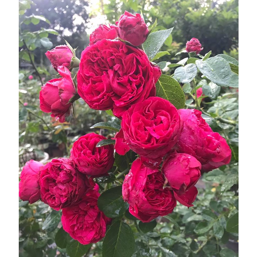 Hoa Hồng Leo Pháp Red Eden Màu Đỏ Tươi Bông to siêu hot-Hoangoaimelinh