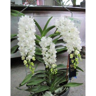 Hoa lan bạch nhạn ( cây to 40cm)