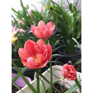 CỦ HUỆ MƯA 10 MÀU ( Mua 5 tặng 5, Mua 10 tặng 10)