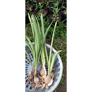 Cây huệ lan cam. combo 2 cây