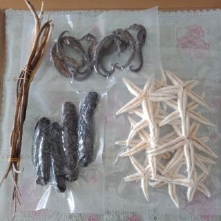 Combo: Cá ngựa, Hải sâm, Sao biển và Hải long
