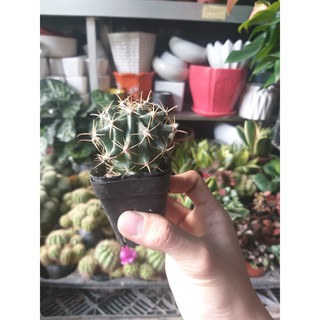 sương rồng mini cực cute tự chọn
