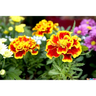 <> Hạt giống hoa Vạn thọ Ban mai - beeshop