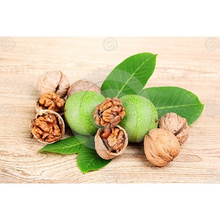 CÂY ÓC CHÓ GIEO HẠT