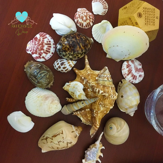 700g Vỏ ốc bộ sưu tập làm quà lưu niệm, trang trí không gian biển
