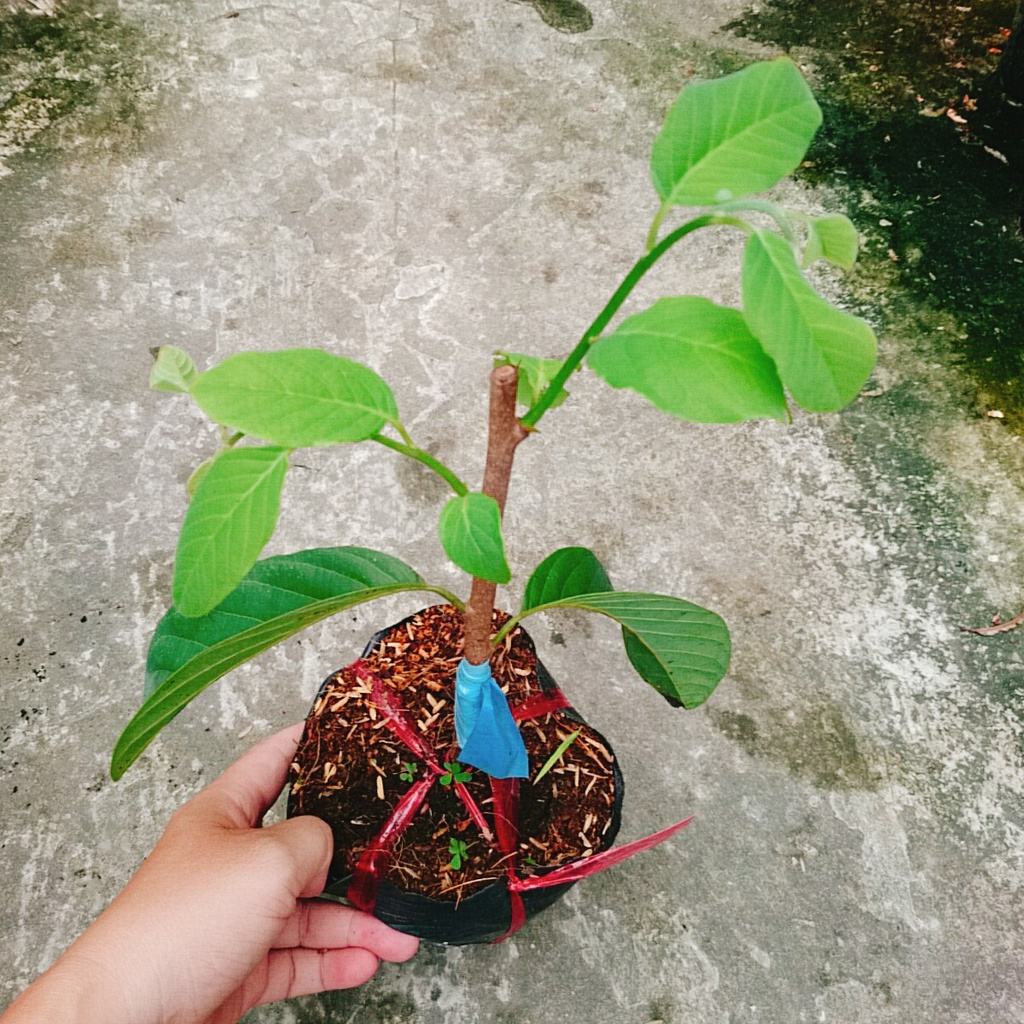 Cây Na thái - Na Xiêm - cho trái siêu to khổng lồ