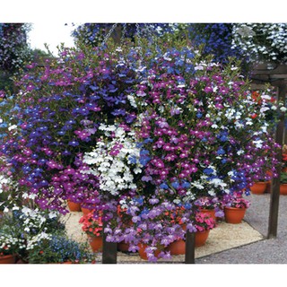 Hạt Giống Cúc Lobelia Mix - 100 hạt
