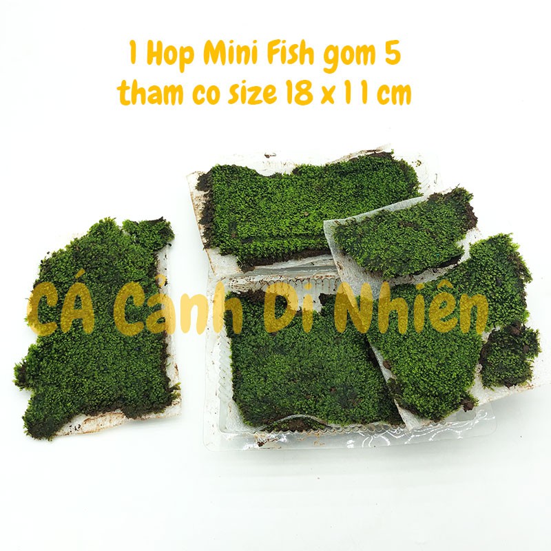 Rêu Minifiss LÁ NƯỚC trãi nền trang trí hồ cá thủy sinh dạng thảm size 18x11 cm
