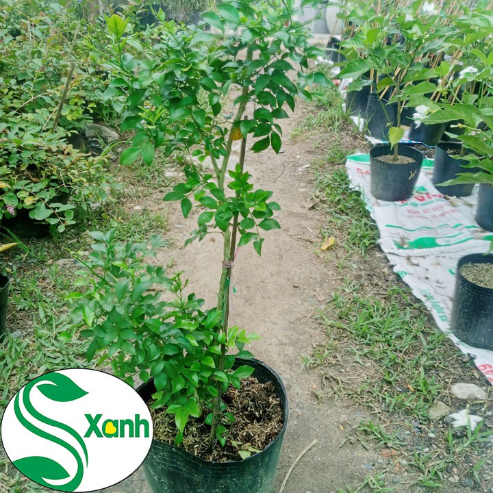 Cây Nguyệt Quế Hoa Trắng Thơm Ngào Ngạt
