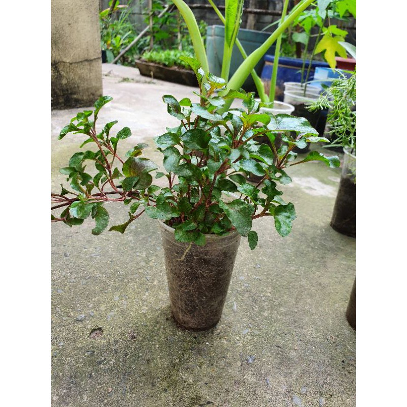 Cây xà lách xoong nhật