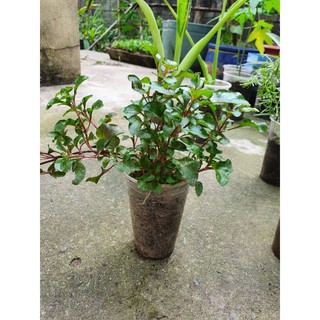 Cây xà lách xoong nhật