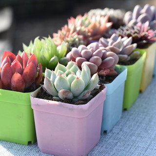 Chậu trồng sen đá bonsai xương rồng 6,3x6,3cm