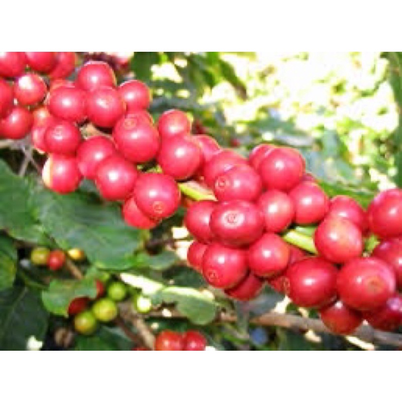 Cà Phê Rang nguyên HẠT chất loại 1 đặc biệt thơm ngon,đặc sản đaklak gói 500gm | BigBuy360 - bigbuy360.vn