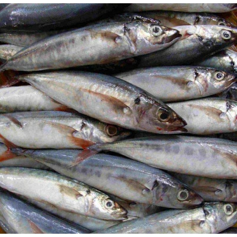 1kg Cá nục suôn đuôi đỏ