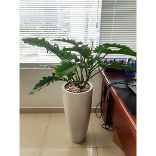 Cây trầu bà cung đàn xanh