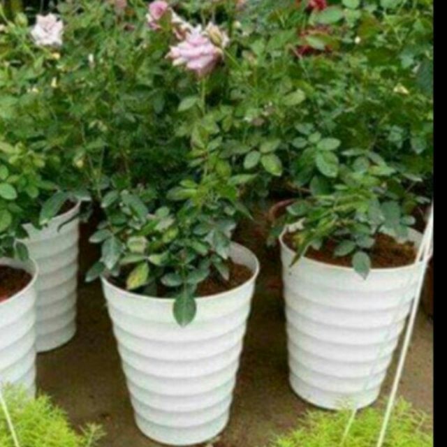 [HOT] Chậu trồng cây hoa to 25cm cao 30cm c/lượng, hg C/ty.