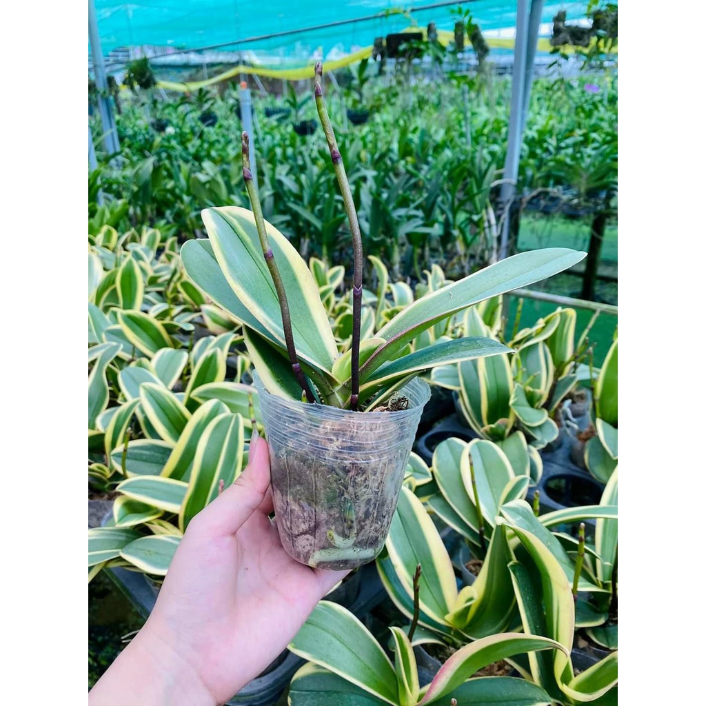 LAN HỒ ĐIỆP LÁ BIÊN MẶT HOA XỔ