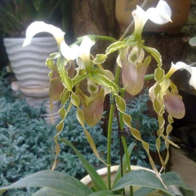Hài râu xanh
