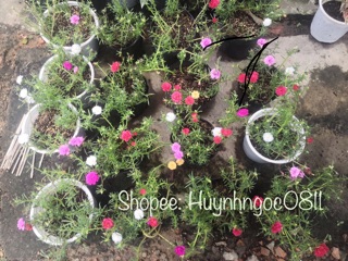 Hoa mười giờ ngũ săc mix Thái