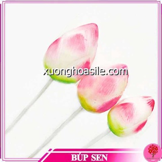 BÚP SEN MẪU MỚI