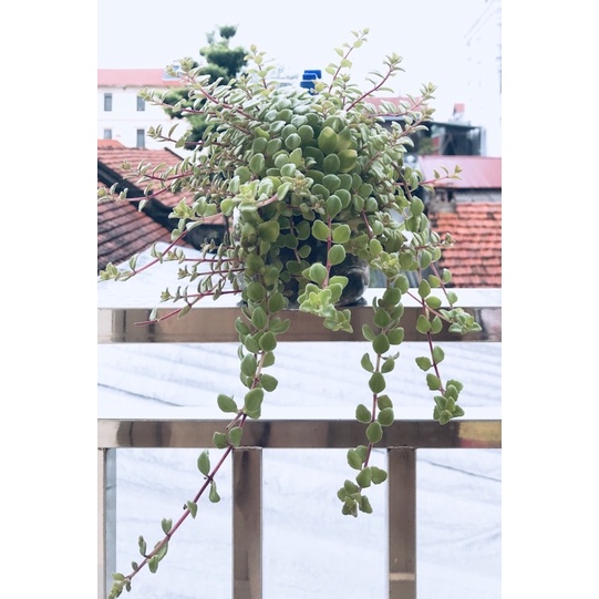 Cây vảy rồng (20 cành)