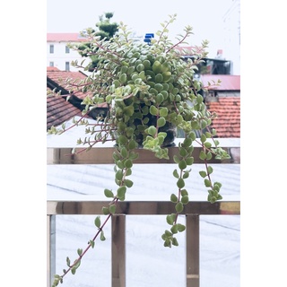 Cây vảy rồng