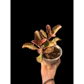 SEN ĐÁ ĐỎ HỌ SỐNG ĐỜI (Kalanchoe sexangularis)